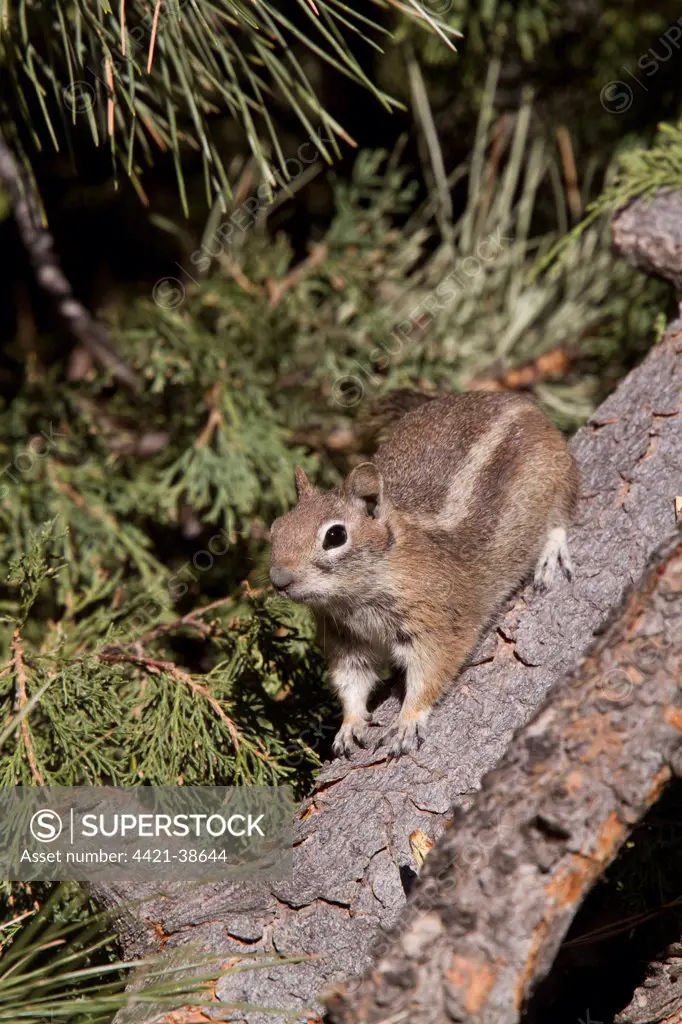 Golden-mantled Ground Squirrel (Callospermophilus lateralis) Utah USA