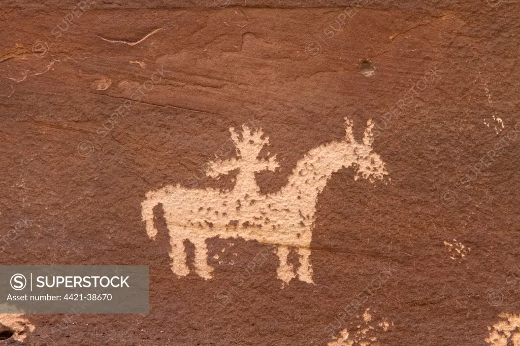 Ute Rock Art, Native American petroglyphs in sandstone rock,showing stylized horse and rider surrounded by bighorn sheep, carved between AD 1650 and 1850.