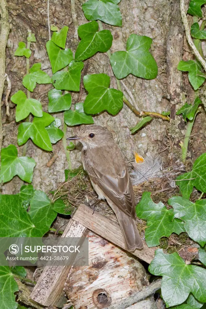 Spotted Flycatcher nesting on solitary bee hive.