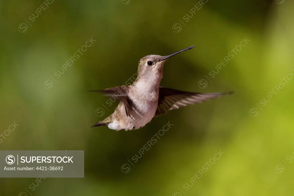 Black Chinned Hummingbird female hovering.