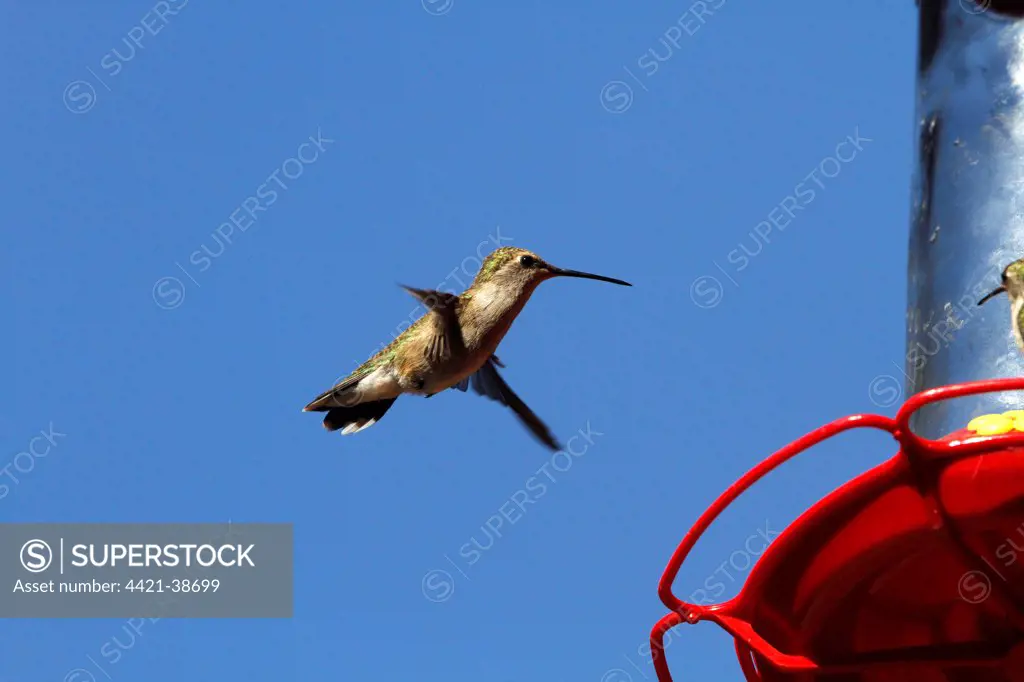 Black Chinned Hummingbird female hovering by feeder.
