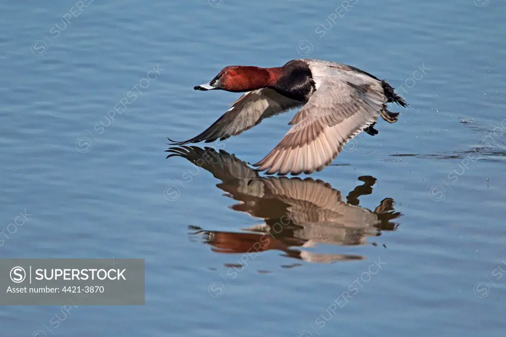 Common Pochard (Aythya ferina) adult male, in flight, taking off from flooded former gravel pit, Rye Meads RSPB Reserve, Hoddesdon, Lea Valley, Hertfordshire, England, march