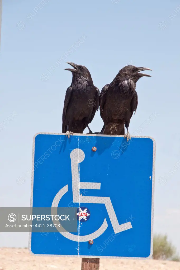 A pair of common Raven on disabled sign.