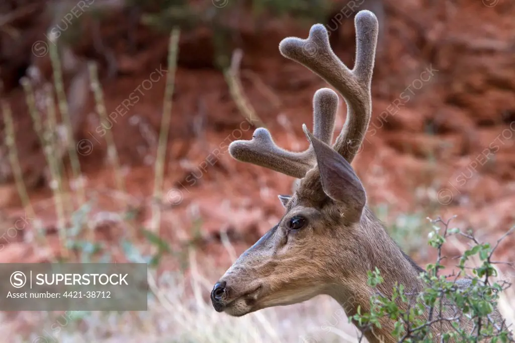 Male Mule Deer with velvet antlers, Utah, America