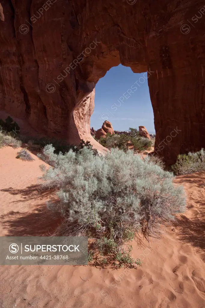 Pine tree Arch in Arches National Park, Utah. This arch is made from Entrada Sandstone which over time is eroded by water, ice and wind to form these amazing shapes.