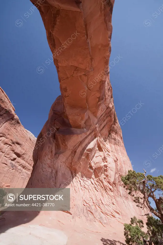Pine tree Arch in Arches National Park , Utah. Looking up at the supporting arch. This arch is made from Entrada Sandstone which over time is eroded by water, ice and wind to form these amazing shapes.