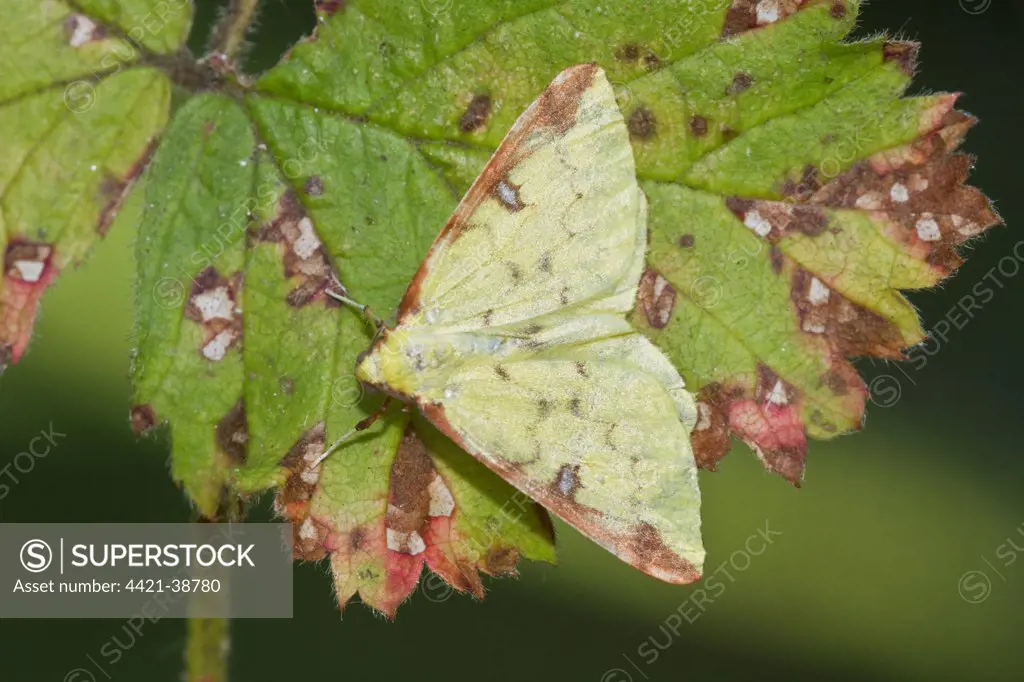 Brimstone Moth on autumn leaf