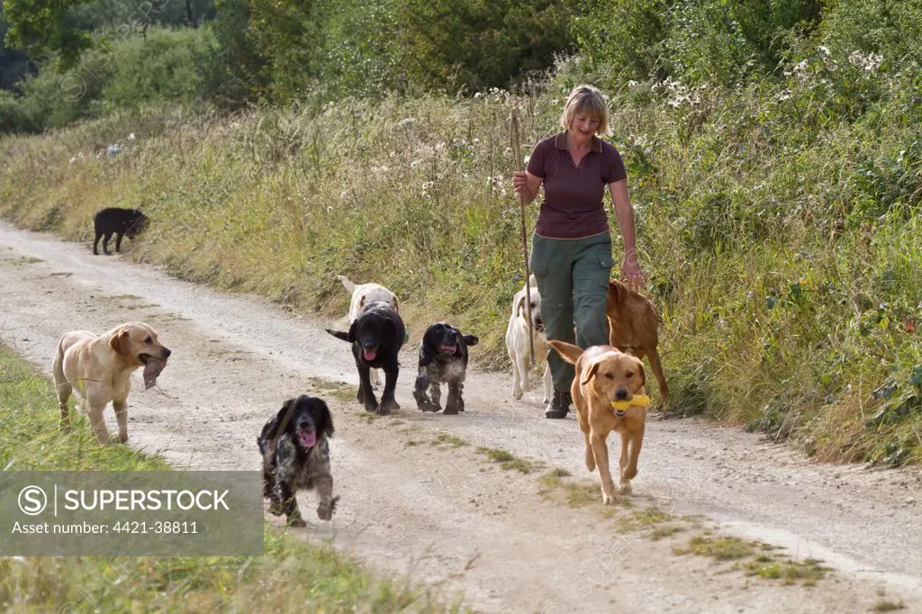 Domestic Dog, Labrador Retrievers and Cocker Spaniels, gamekeeper taking gundogs for walk along farm track, Leicestershire, England, September