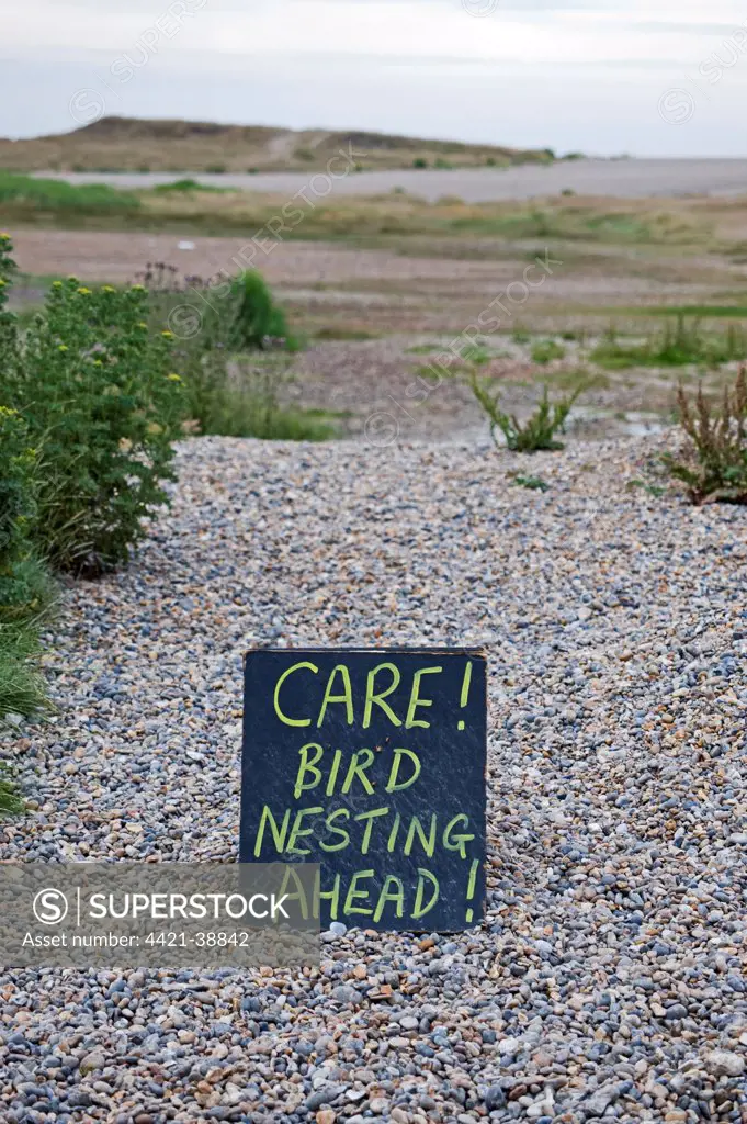 'Care, Bird Nesting Ahead' sign along path on shingle, Salthouse, Norfolk, England, july