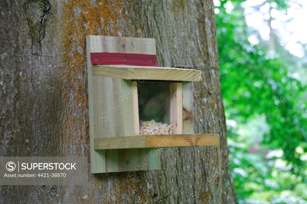Wooden squirrel feeder with maize, attached to tree trunk, England, july