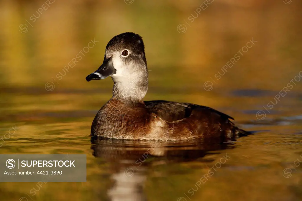 Ring-necked Duck (Aythya collaris) adult female, swimming, Arizona, U.S.A., winter