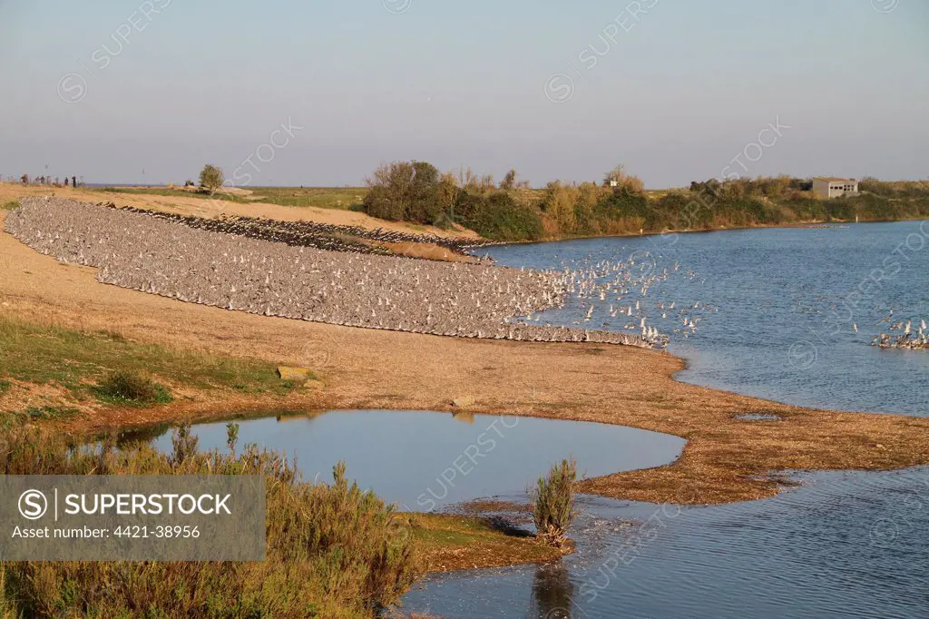 View of coastal lagoon habitat with Knot (Calidris canutus) and Eurasian Oystercatcher (Haematopus ostralegus) flocks, packed tightly together in segregated groups at high tide, Snettisham RSPB Reserve, Norfolk, England, october
