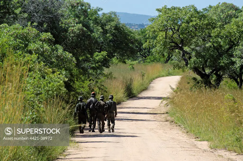 Armed game wardens walking along track, Kruger N.P., Mpumalanga, South Africa
