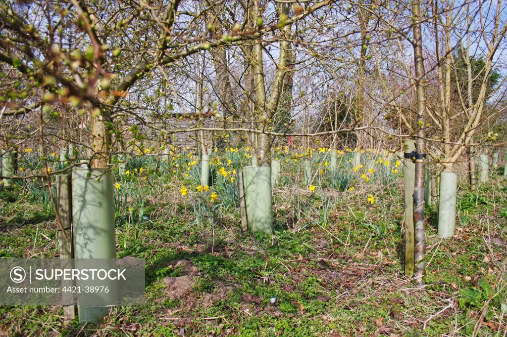 Young trees protected with plastic sleeves, with Wild Daffodil (Narcissus pseudonarcissus) flowering, Micklemere Nature Reserve, Pakenham, Suffolk, England, march