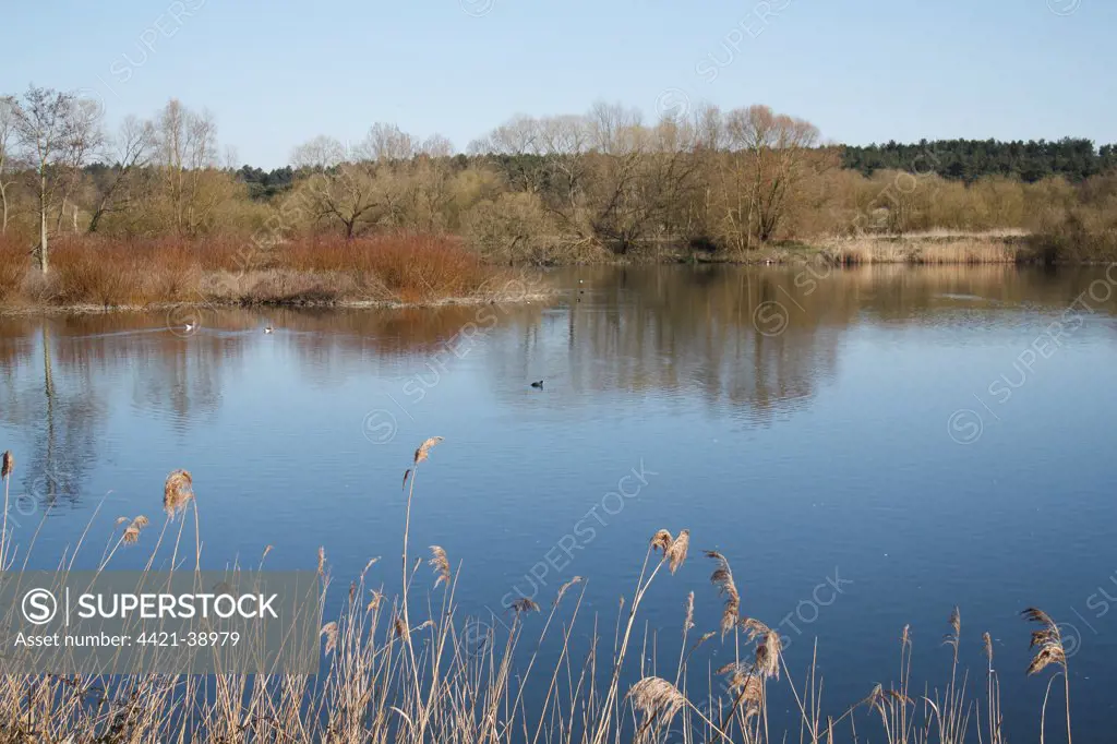 View of flooded former gravel pit habitat, Slough, Lackford Lakes Nature Reserve, Suffolk, England, march