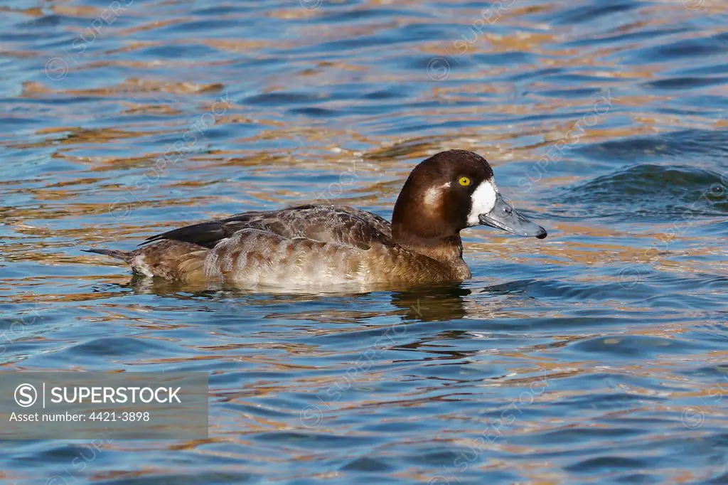 Greater Scaup (Aythya marila) adult female, swimming, Widewater Lagoon, Lancing, West Sussex, England, february