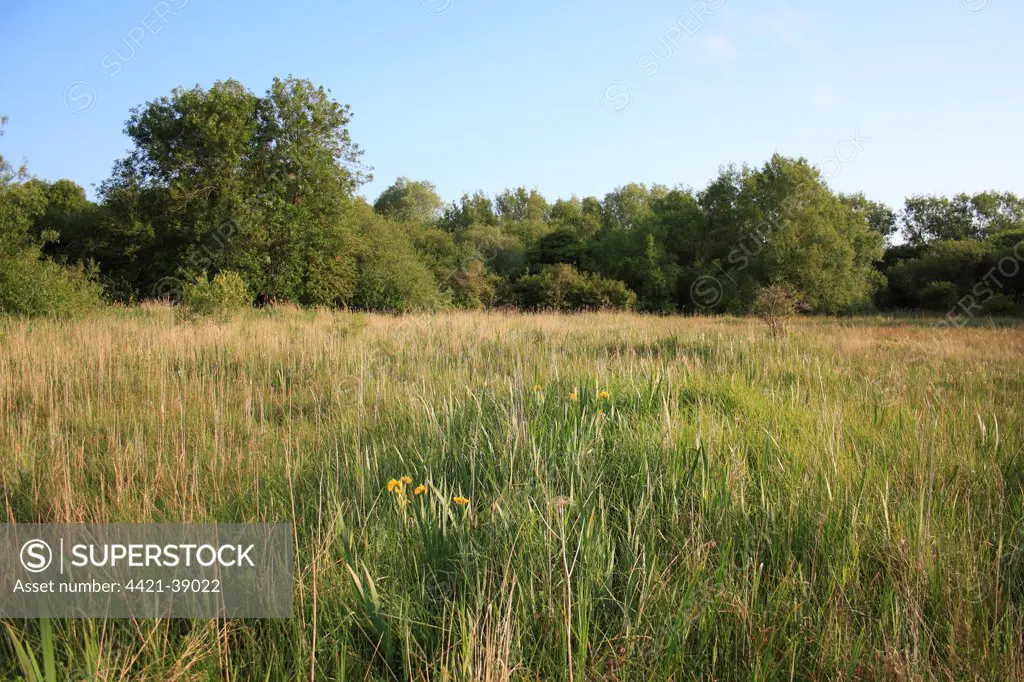 View of mixed rush and sedge fen habitat, Middle Fen, Thelnetham Fen, Thelnetham, Little Ouse Valley, Suffolk, England, june