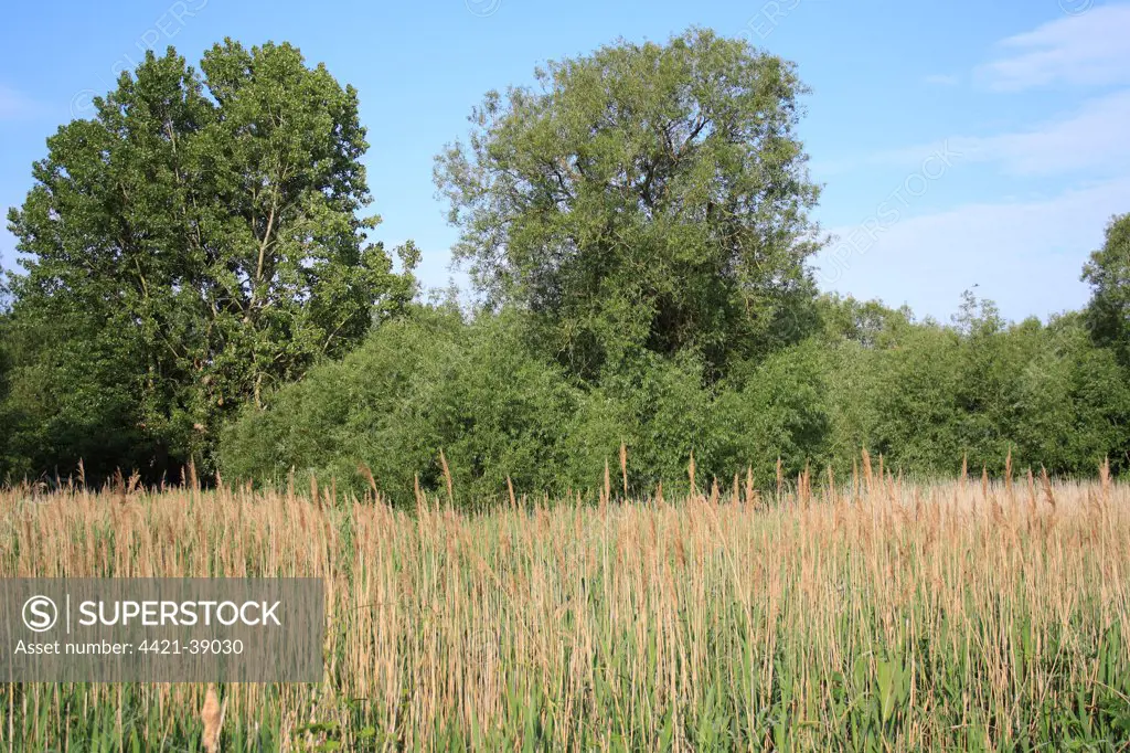 View of reedbed and wet woodland habitat, Little Ouse Headwaters Project, Betty's Fen, Blo' Norton, Little Ouse Valley, Norfolk, England, june