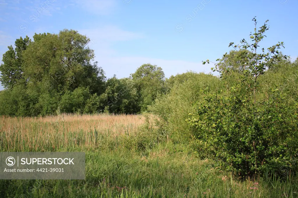 View of wet woodland at edge of reedbed habitat, Little Ouse Headwaters Project, Betty's Fen, Blo' Norton, Little Ouse Valley, Norfolk, England, june