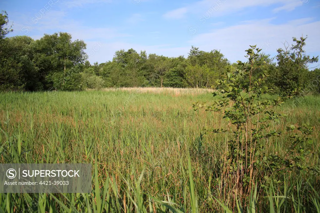 View of mixed sedge and reed fen habitat, Little Ouse Headwaters Project, Blo' Norton Fen, Blo' Norton, Little Ouse Valley, Norfolk, England, june