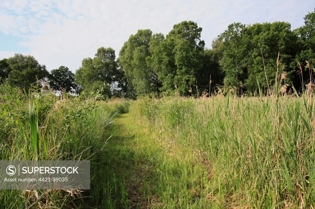 View of path through reedbed habitat, Little Ouse Headwaters Project, Hinderclay Fen, Hinderclay, Little Ouse Valley, Suffolk, England, june