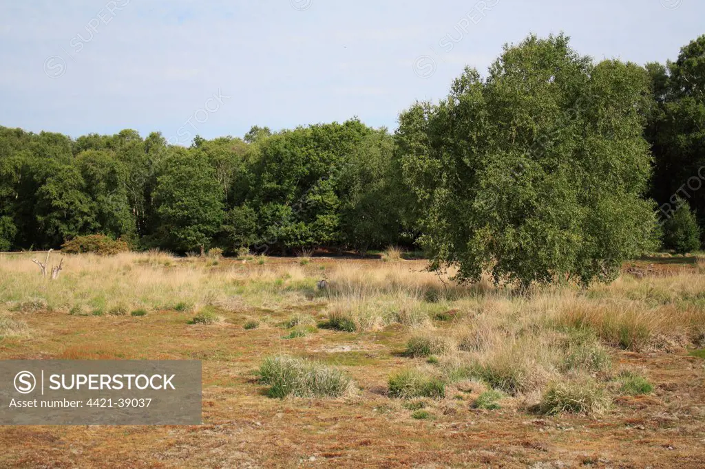 View of mixed acid grassland, heathland and deciduous woodland habitat, Little Ouse Headwaters Project, Hinderclay Fen, Hinderclay, Little Ouse Valley, Suffolk, England, june