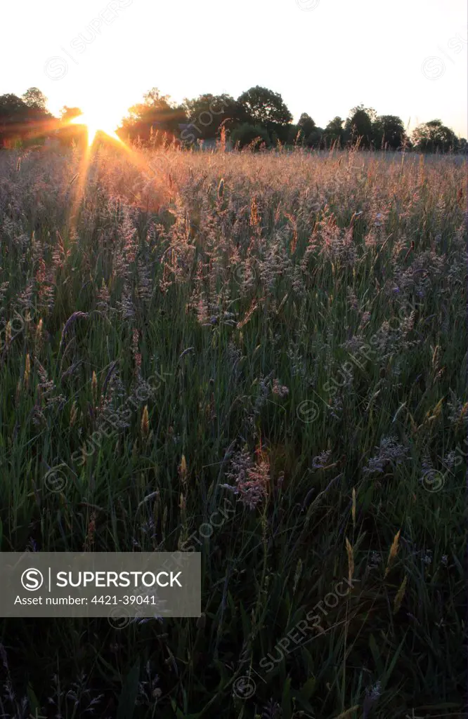 Long grass growing in meadow of commonland reserve at dawn, Mellis Common, Mellis, Suffolk, England, june