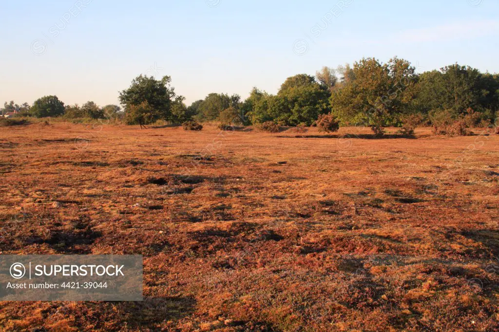 View of lowland heathland reserve habitat at dawn, Wortham Ling, Upper Waveney Valley, Suffolk, England, june