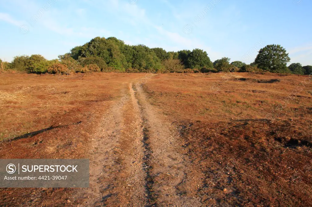 View of track through lowland heathland reserve habitat, Wortham Ling, Upper Waveney Valley, Suffolk, England, june