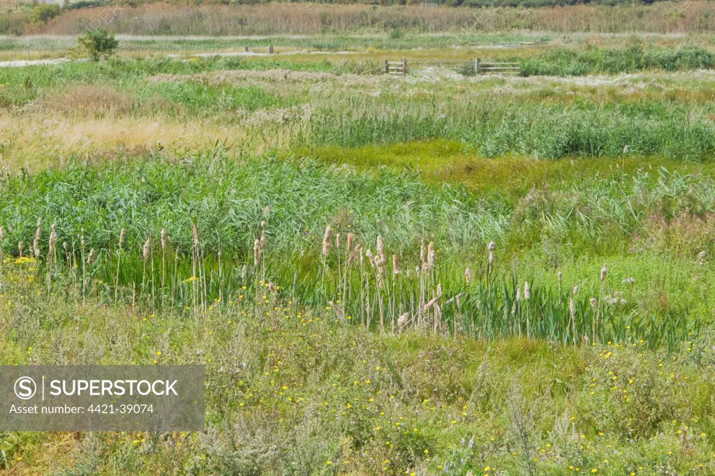 View of grazing marsh habitat, Rainham Marshes RSPB Reserve, Thames Estuary, Essex, England, august