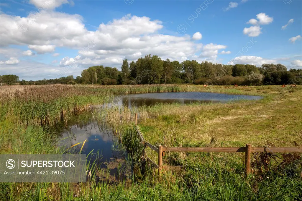 View of wetland habitat with open water and reedbed, Sculthorpe Moor Nature Reserve, Wensum Valley, Norfolk, England, august