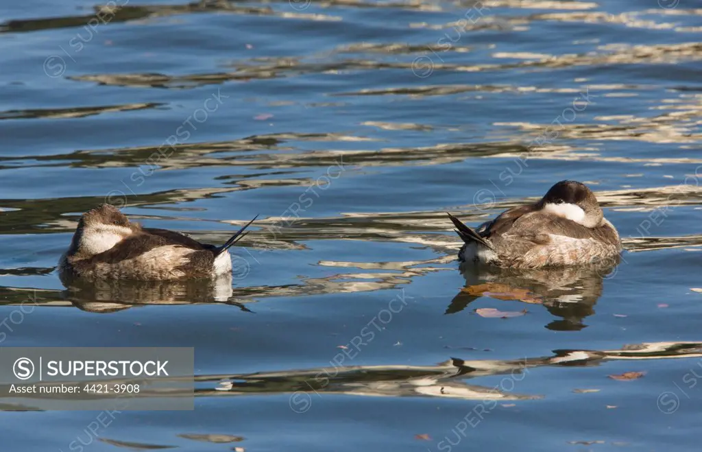 Ruddy Duck (Oxyura jamaicensis) adult pair, in winter plumage, roosting on lake, California, U.S.A.