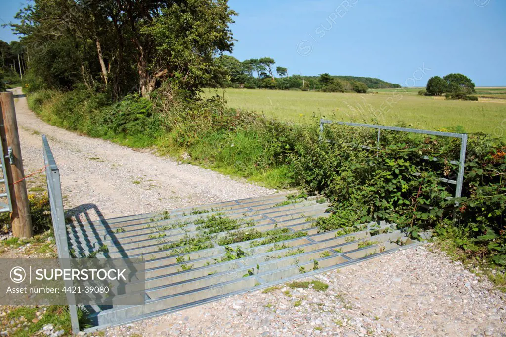 'Cattle grid' on track, used to restrict ponies in conservation grazing project, Dunwich Forest, Suffolk, England, july