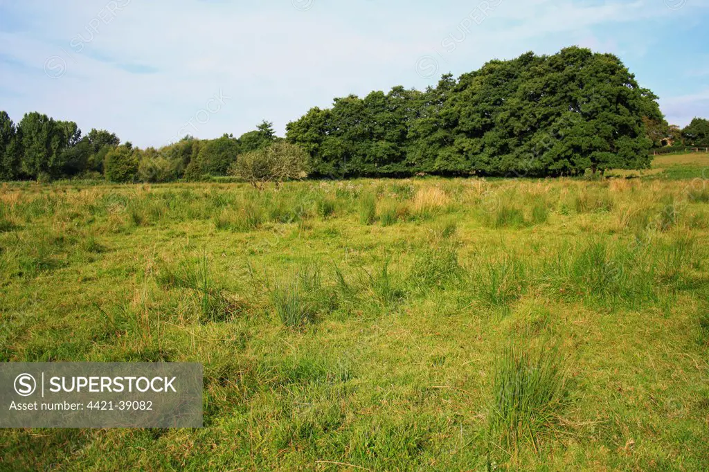 View of rushes and Common Alder (Alnus glutinosa) growing in wet fen meadow habitat, Little Ouse Headwaters Project, The Lows, Blo' Norton, Little Ouse Valley, Norfolk, England, august