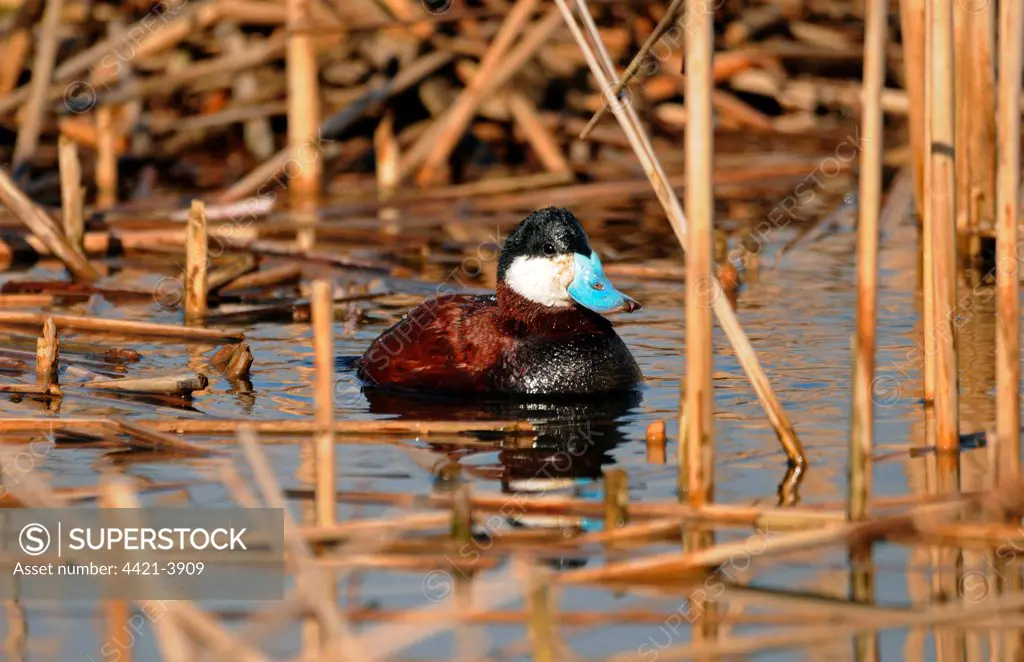 Ruddy Duck (Oxyura jamaicensis) introduced species, adult male, swimming amongst reed stems, Lancashire, England
