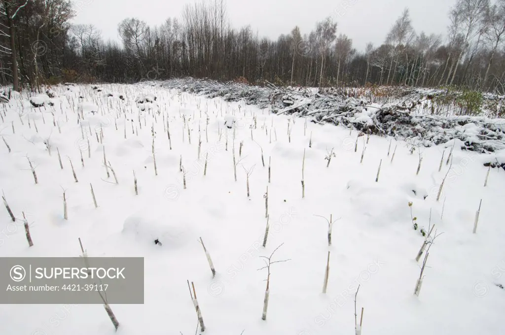 Replanting native tree species in snow covered coppice woodland, Cromer's Wood Nature Reserve, Kent Wildlife Trust, Kent, England, december