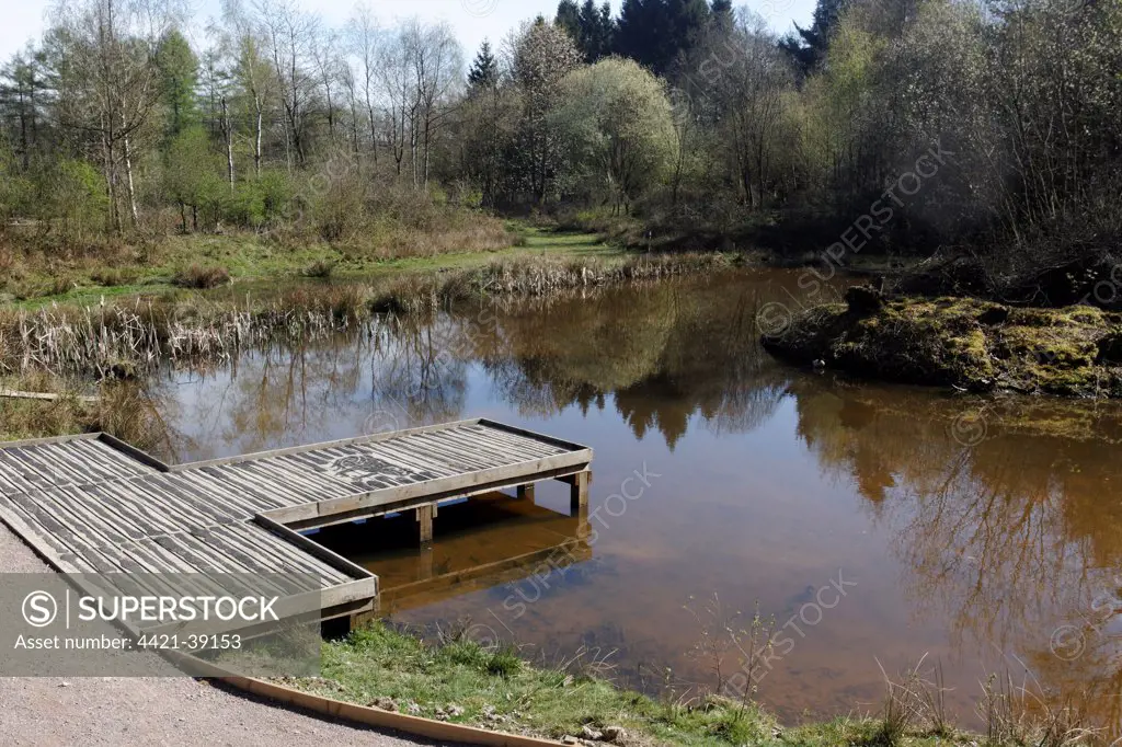Pond with viewing platform, Nagshead RSPB Reserve, Forest of Dean, Gloucestershire, England, april
