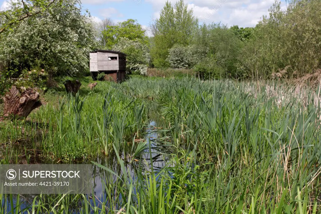 Birdwatching hide at edge of wetland in flooded former gravel pit, Rye Meads RSPB Reserve, Hoddesdon, Lea Valley, Hertfordshire, England, may