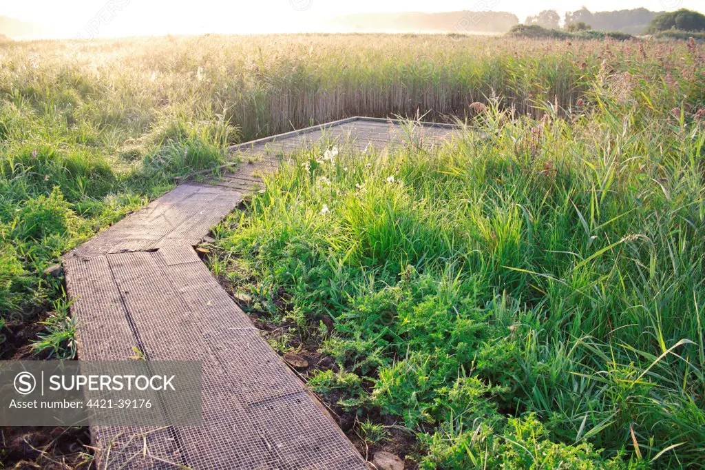 Boardwalk and viewing platform in reedbed of river valley fen habitat at sunrise, Middle Fen, Redgrave and Lopham Fen N.N.R., Waveney Valley, Suffolk, England, september