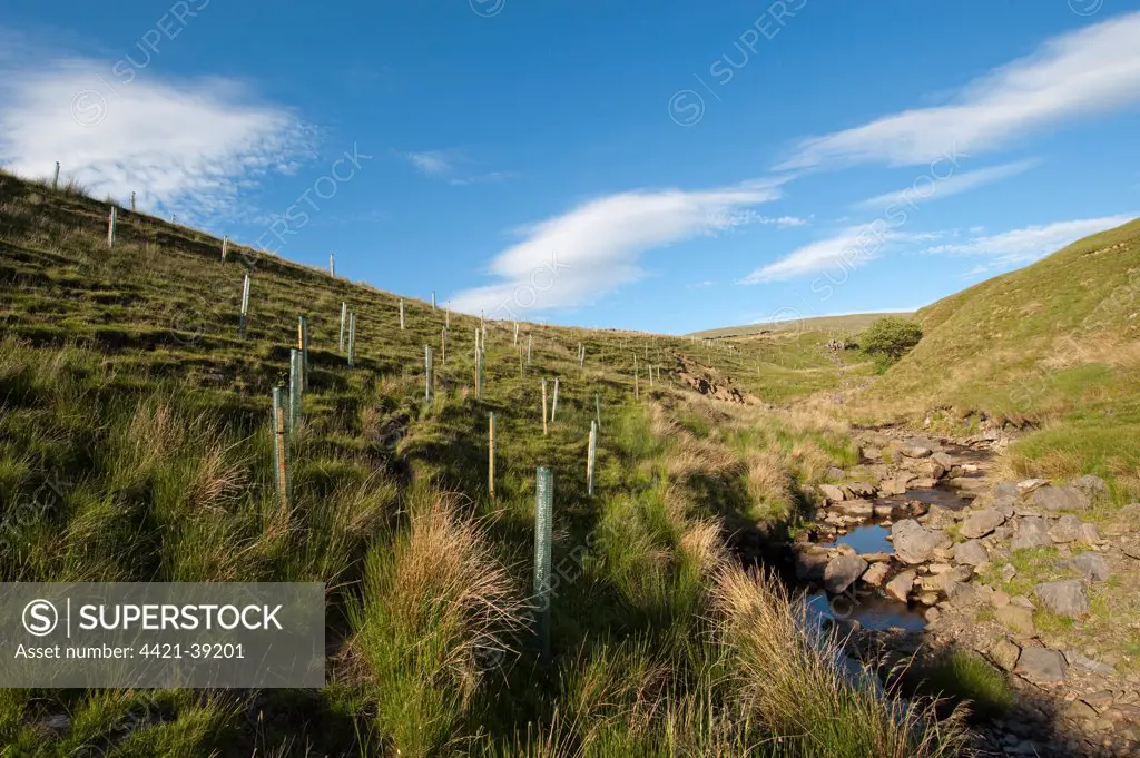 Newly planted trees, protected with plastic sleeves, planted on moorland habitat to encourage Black Grouse, Cumbria, England, june