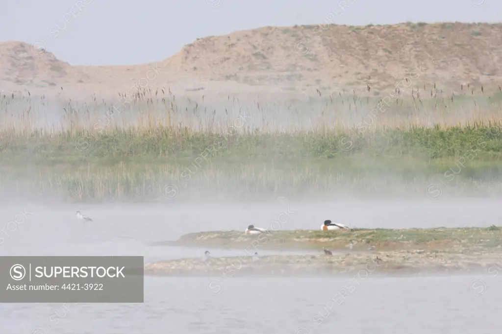 Common Shelduck (Tadorna tadorna) two adults, roosting on marshland in sea mist, Cley Marshes, Cley-next-the-sea, Norfolk, England, may