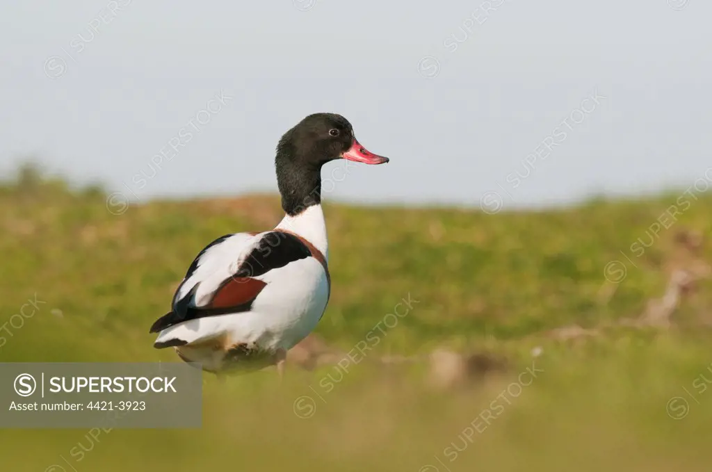 Common Shelduck (Tadorna tadorna) adult female, standing in evening sunlight, North Kent Marshes, Isle of Sheppey, Kent, England, april