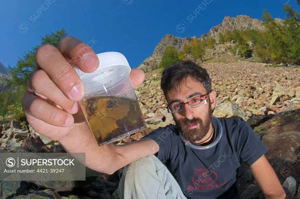 Arachnologist checking vinegar filled traps to catch spiders for study purposes, Italy