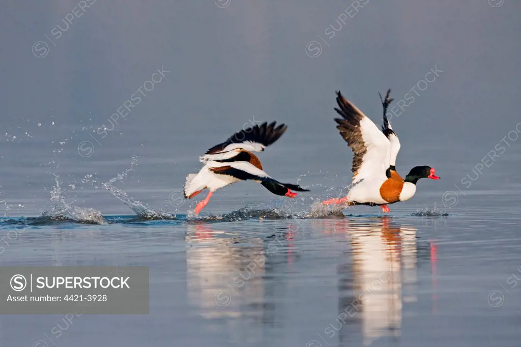 Common Shelduck (Tadorna tadorna) two adult males, in flight, dominant male chasing rival across surface of water during territorial dispute, Suffolk, England, february