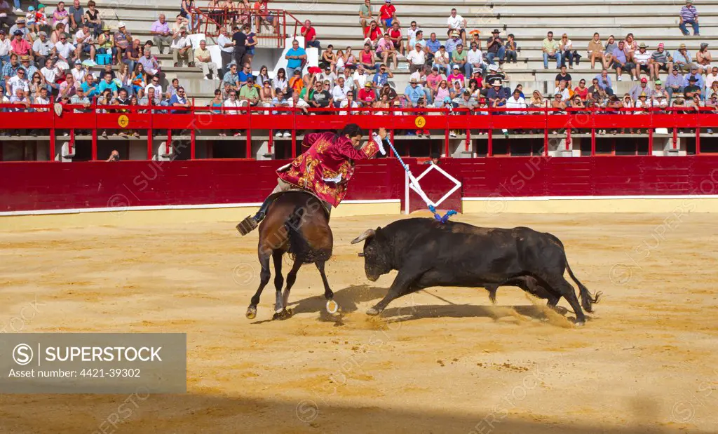 Bullfighting, Rejoneador with rejon de muerte, fighting bull from horseback in bullring, Corrida de rejones, Medina del Campo, Valladolid, Castile-Leon, Northern Spain, september