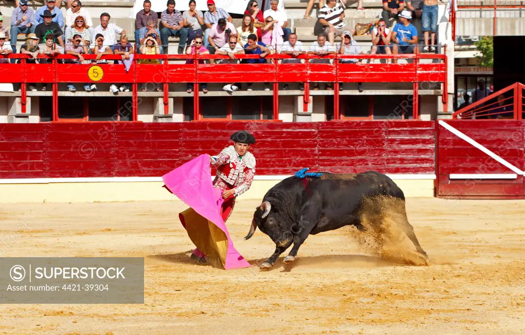 Bullfighting, Matador with cape, fighting bull impaled with banderillas in bullring, Medina del Campo, Valladolid, Castile-Leon, Northern Spain, september