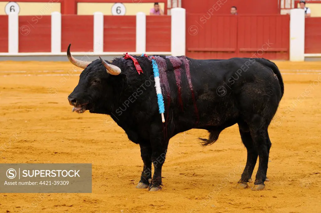 Bullfighting, bull impaled with banderillas in bullring, 'Tercio de banderillas' stage of bullfight, Spain, september