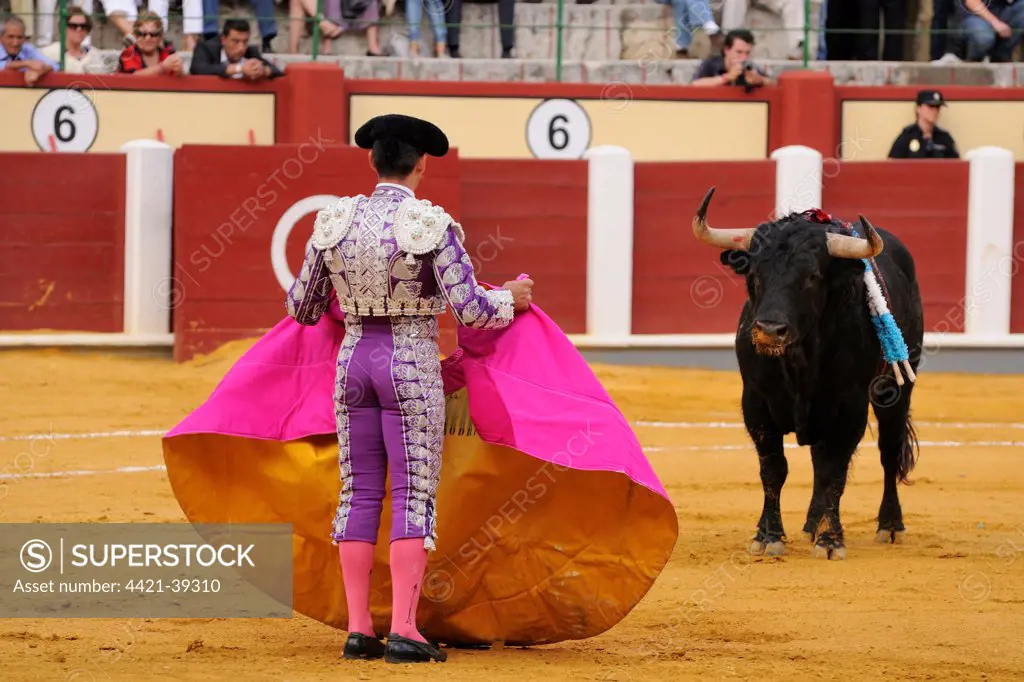 Bullfighting, Matador with cape, fighting bull impaled with banderillas in bullring, 'Tercio de banderillas' stage of bullfight, Spain, september