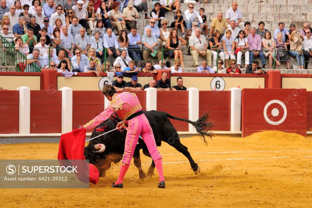 Bullfighting, Matador with muleta and sword, fighting bull impaled with banderillas in bullring, 'Tercio de muerte' stage of bullfight, Spain, september
