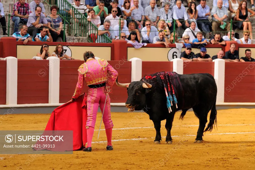 Bullfighting, Matador with muleta and sword, fighting bull impaled with banderillas in bullring, 'Tercio de muerte' stage of bullfight, Spain, september